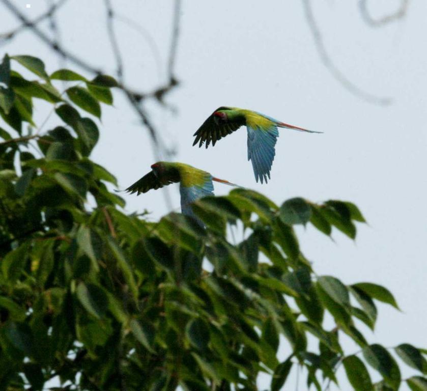 Casa Rio Cuale And River Retreat 푸에르토 발라타 외부 사진